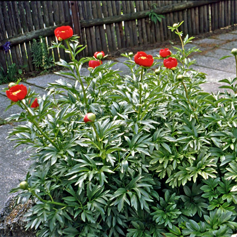 Pivoine botanique - Paeonia peregrina (Floraison)