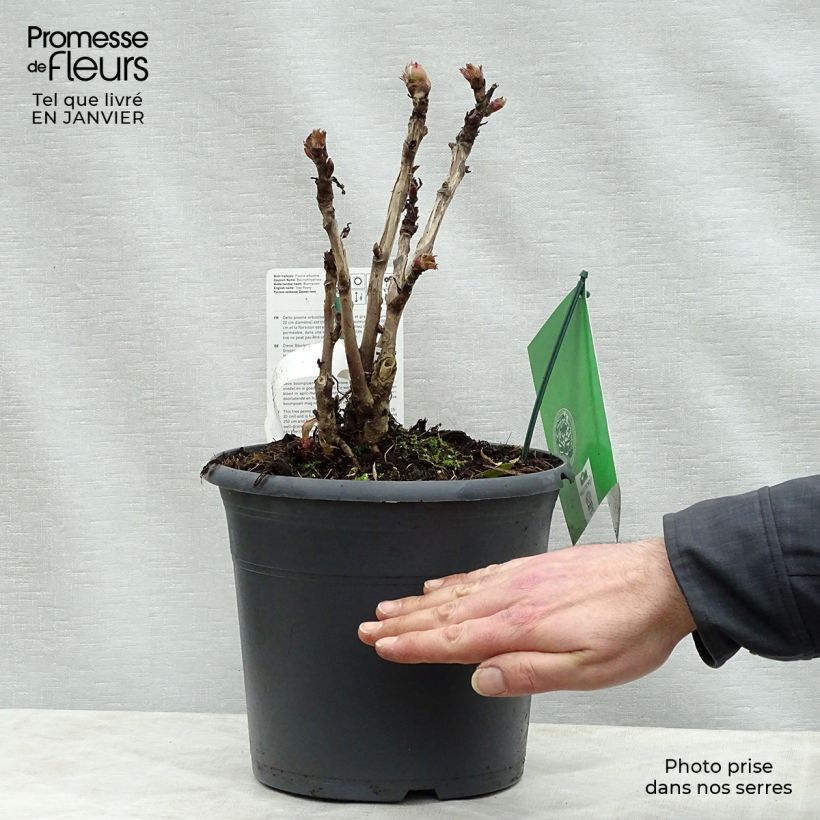 Spécimen de Pivoine arbustive 08 Juan Ye Hong - Paeonia suffruticosa tel que livré en hiver