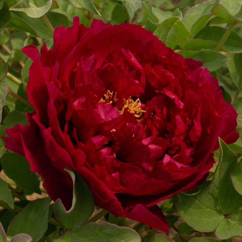 Pivoine arbustive 15 Wu Jin Yao Hui - Paeonia suffruticosa (Floraison)