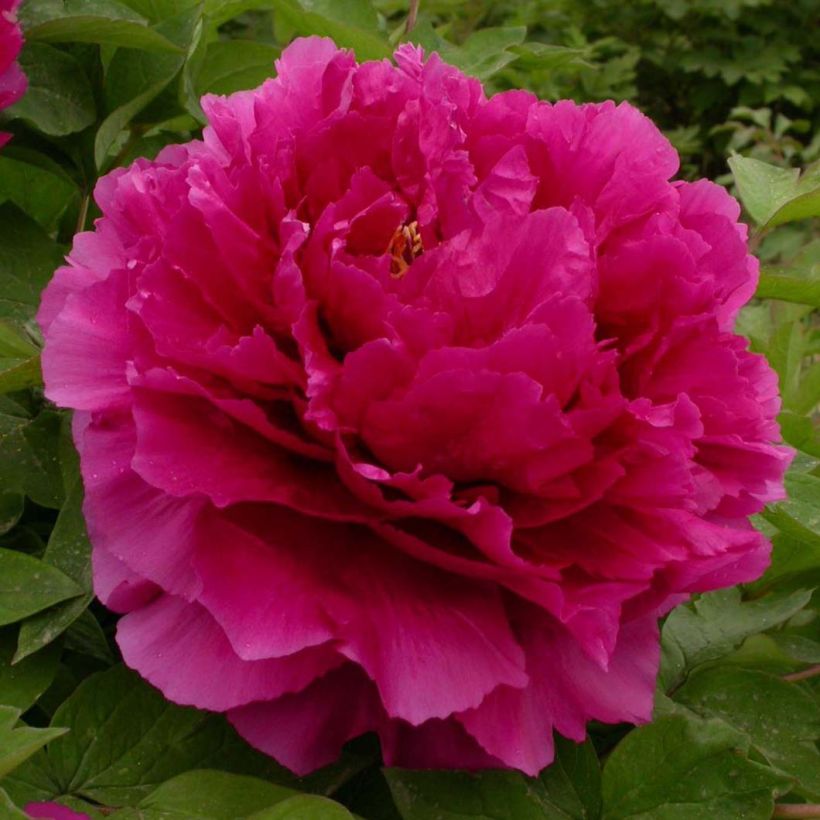 Pivoine arbustive 16 Wu Long Peng Sheng - Paeonia suffruticosa (Floraison)