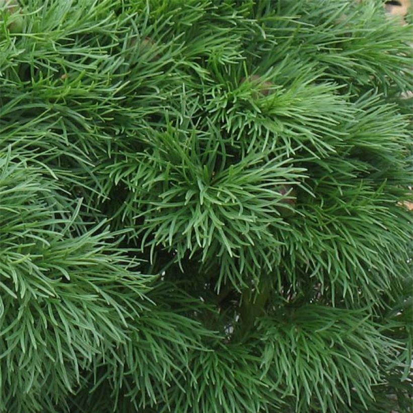 Pivoine botanique - Paeonia tenuifolia Plena (Feuillage)