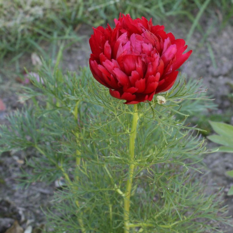 Pivoine botanique - Paeonia tenuifolia Plena (Floraison)