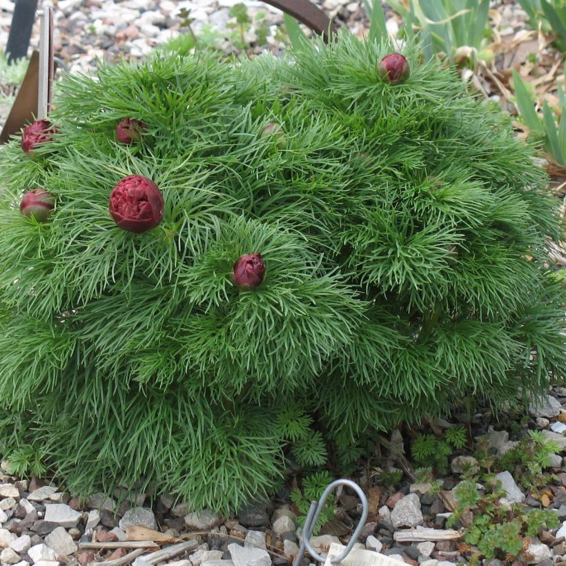 Pivoine botanique - Paeonia tenuifolia Plena (Port)