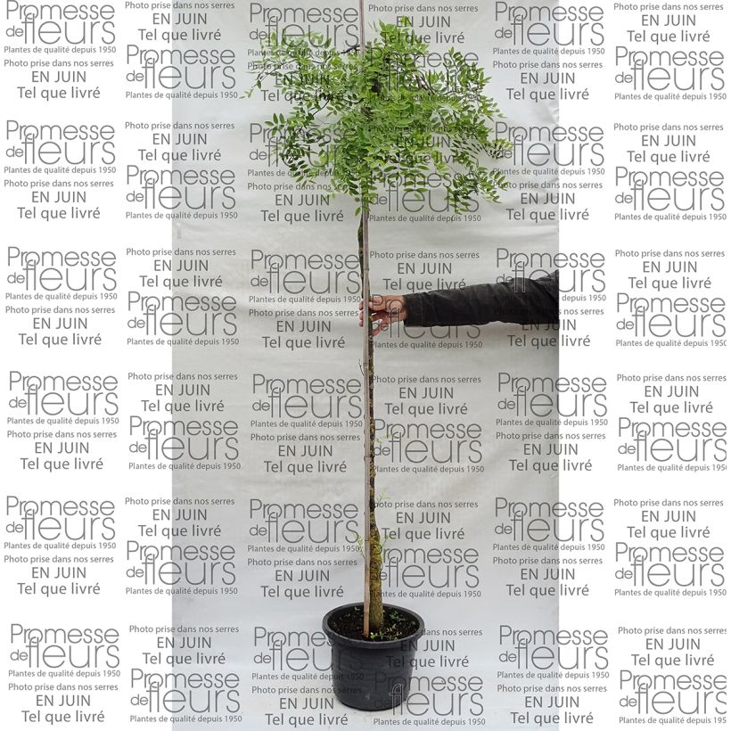 Exemple de spécimen de Pagode japonaise - Sophora japonica Pendula Pot de 20L/25L Demi-tige tel que livré