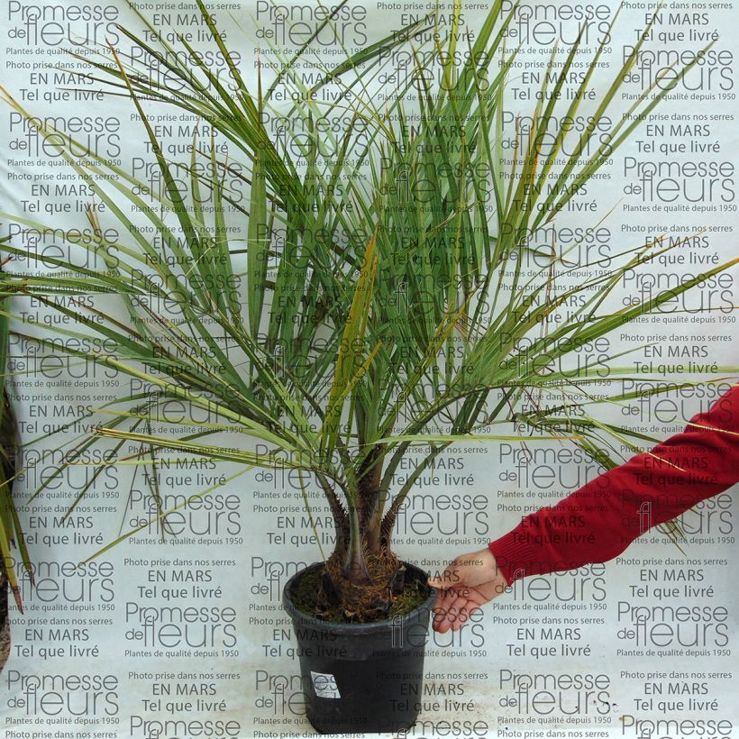 Exemple de spécimen de Palmier à vin - Butia capitata pot de 7 ou 10L tel que livré
