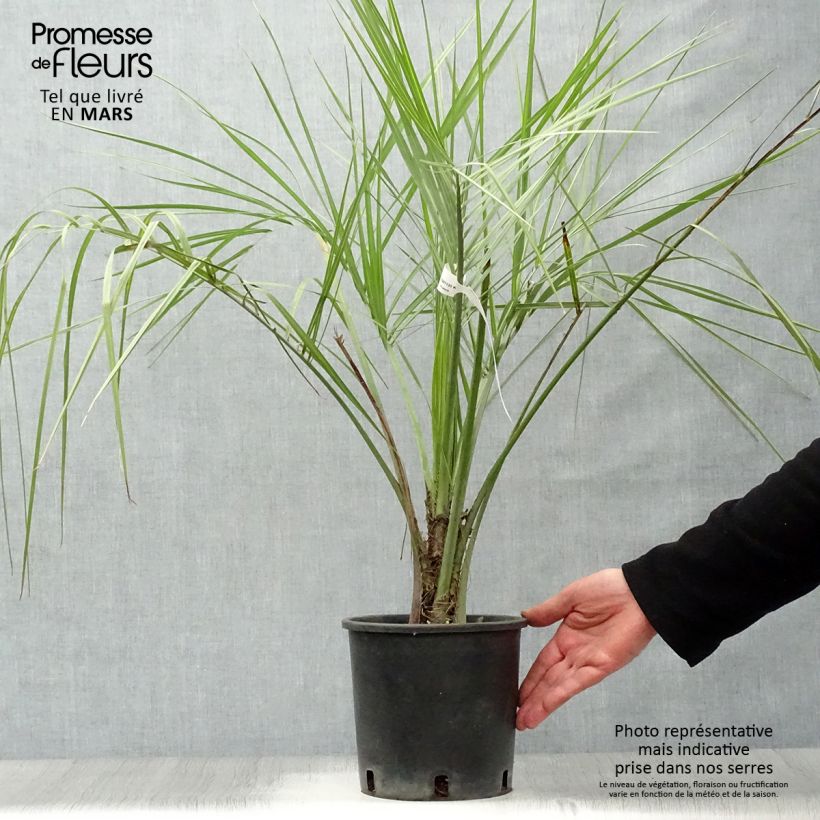 Spécimen de Palmier à vin - Butia capitata pot de 3L tel que livré au printemps