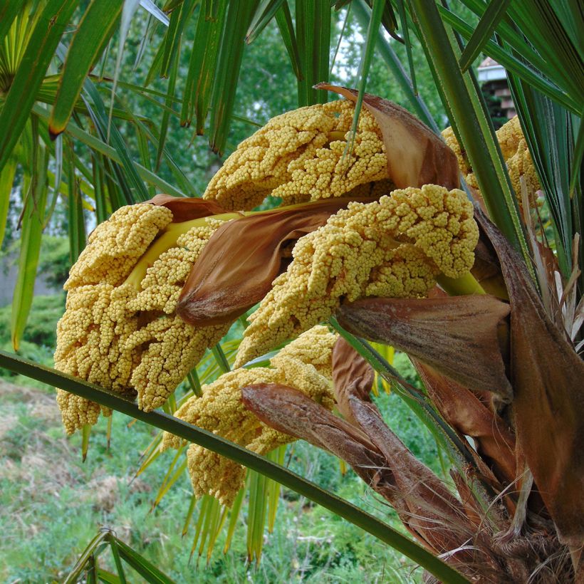 Palmier de Chine - Trachycarpus fortunei  (Floraison)