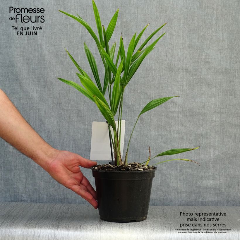 Spécimen de Palmier de Chine - Trachycarpus fortunei  Pot de 2L/3L tel que livré en été