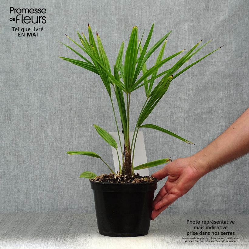 Spécimen de Palmier de Chine - Trachycarpus fortunei  Pot de 2L/3LHauteur livrée env. 20/30cm tel que livré au printemps