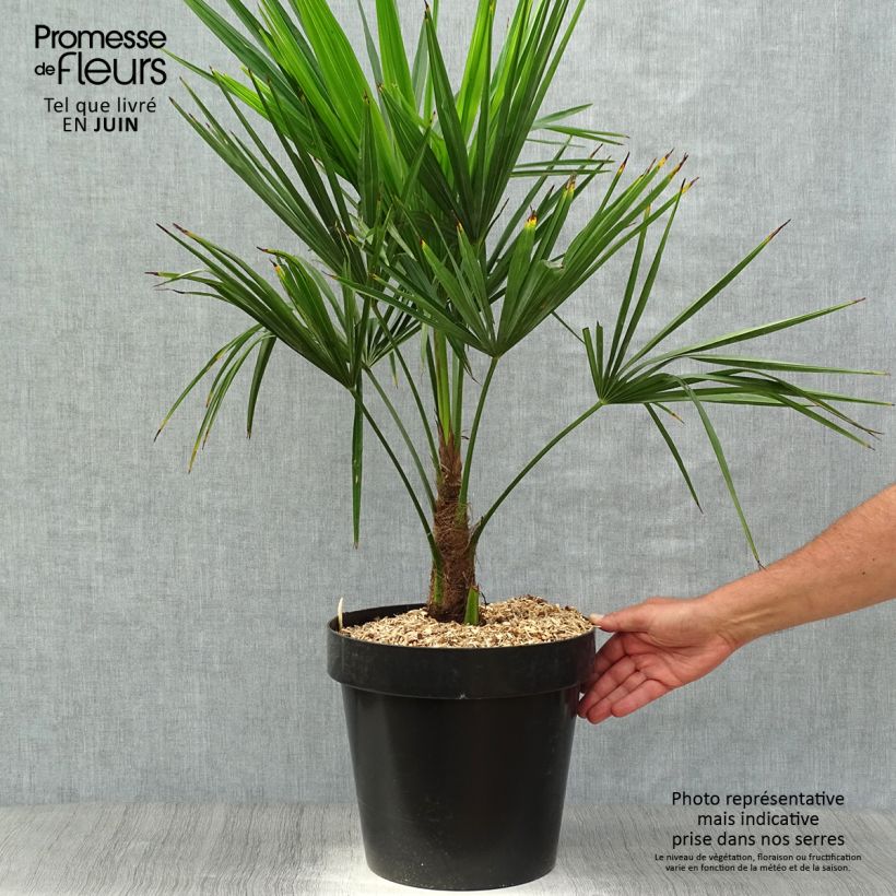 Spécimen de Palmier de Chine - Trachycarpus fortunei en pot de 15L tel que livré au printemps