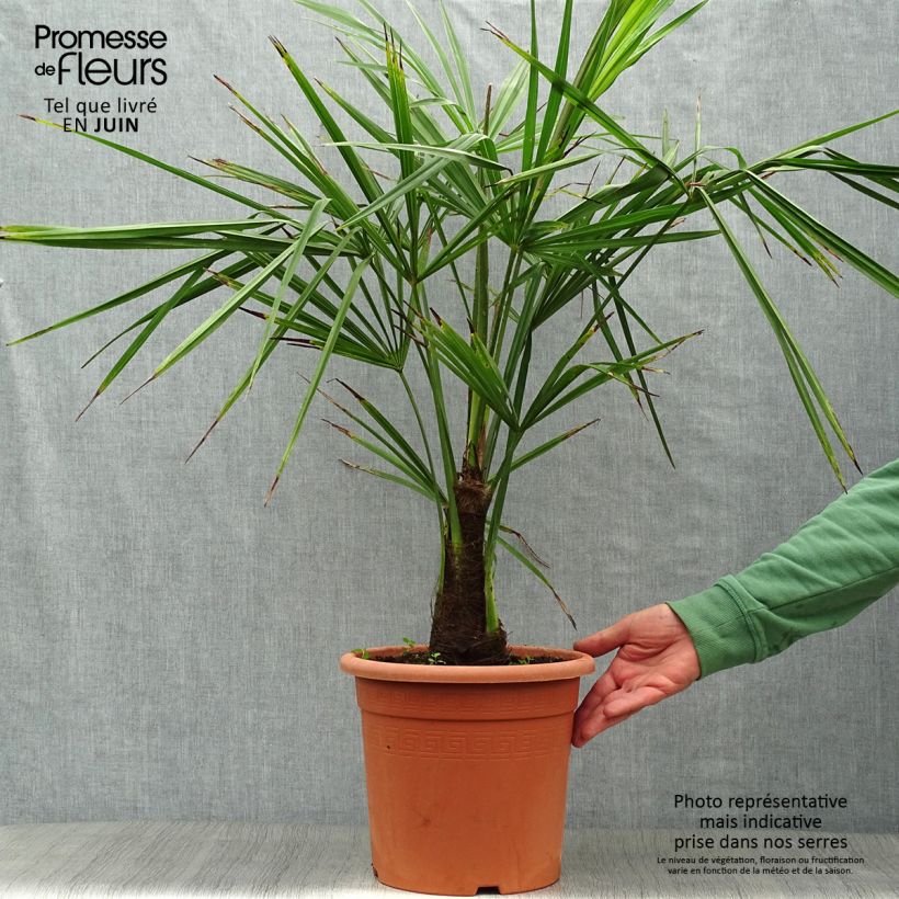 Spécimen de Palmier de Chine - Trachycarpus fortunei  Pot de 6L/7L tel que livré en été