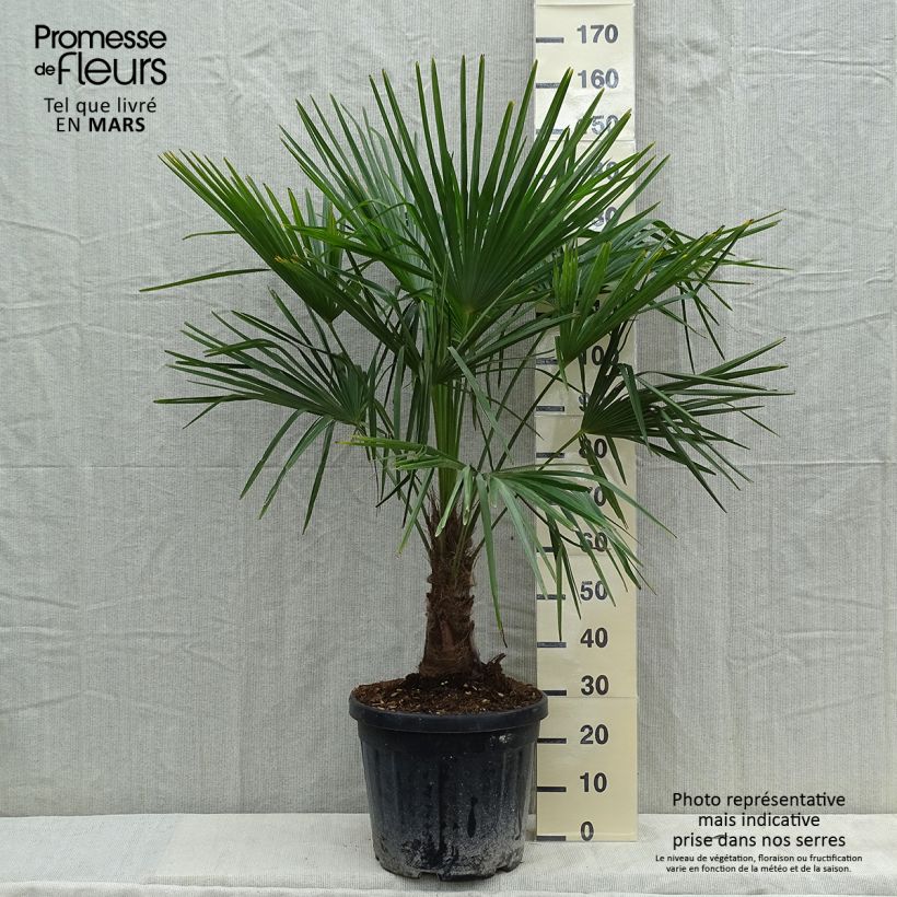 Spécimen de Palmier de Chine - Trachycarpus fortunei  tel que livré au printemps