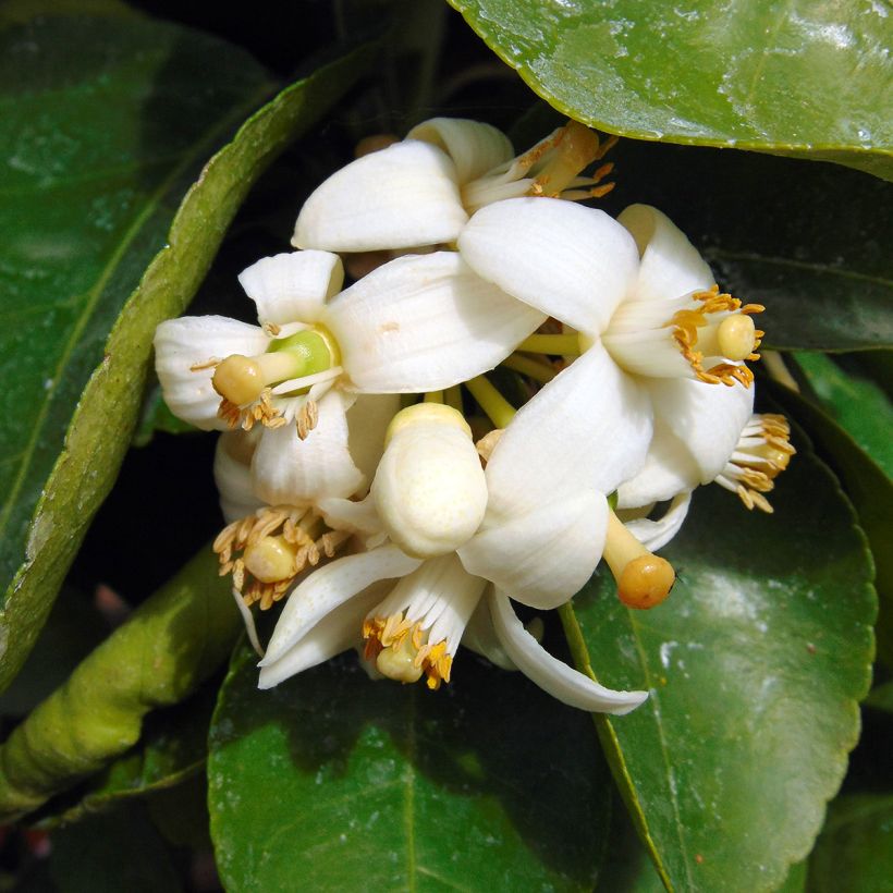 Pamplemousse (Pomelo) - Citrus (x) paradisi (Floraison)
