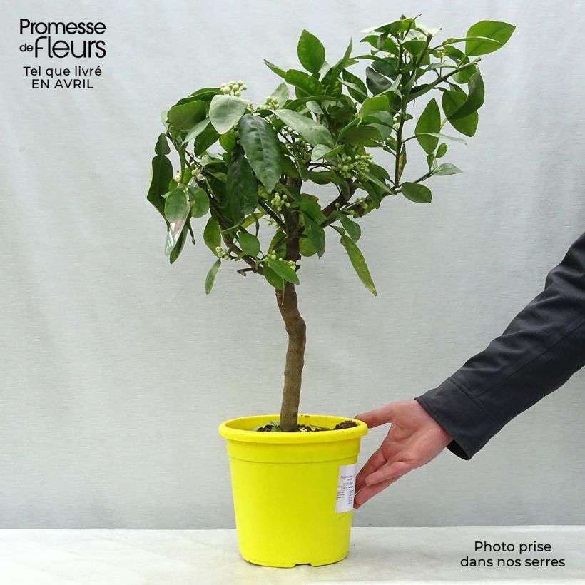Spécimen de Pamplemousse (Pomelo) - Citrus (x) paradisi Pot de 4L/5L tel que livré au printemps