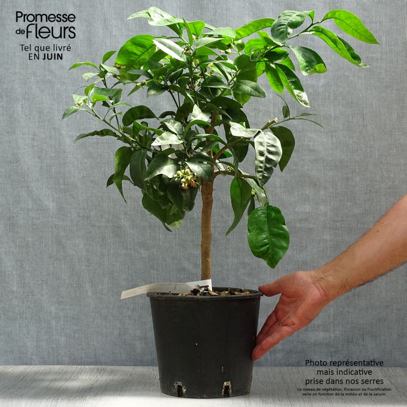 Spécimen de Pamplemousse (Pomelo) - Citrus (x) paradisi Pot de 4L/5L, 1/4 de tige tel que livré en été