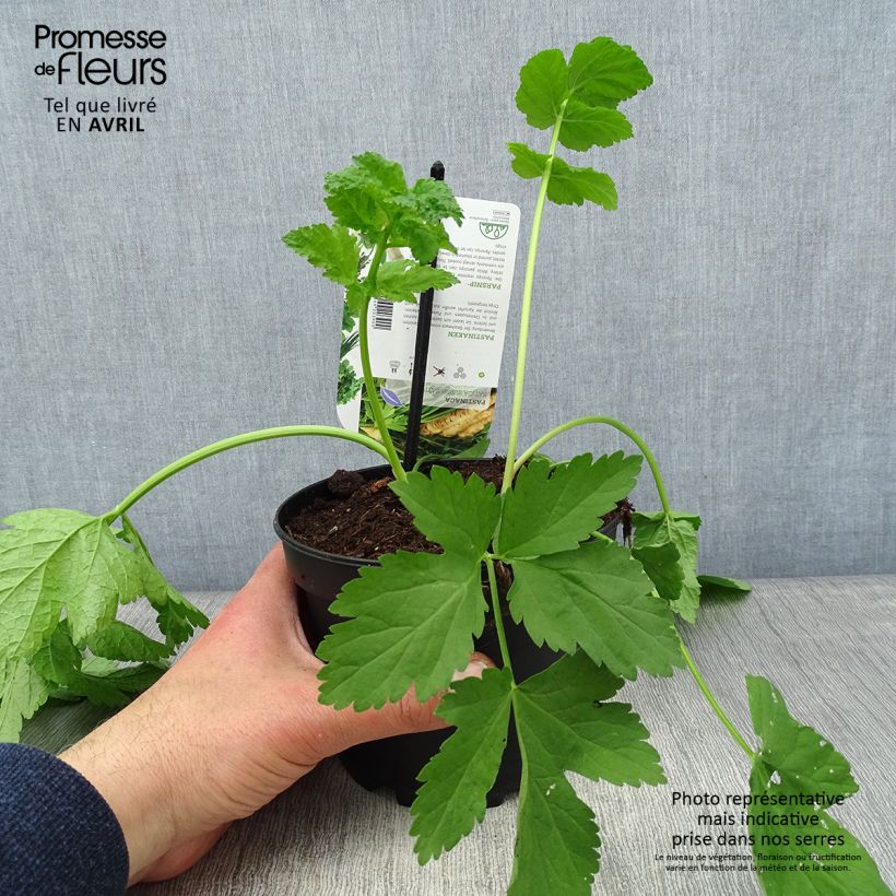 Spécimen de Panais cultivé ou sauvage - Pastinaca sativa subsp. sativa Pot de 1,5L/2L tel que livré au printemps