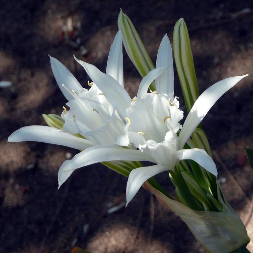 Pancratium maritimum - Lis de mer (Floraison)