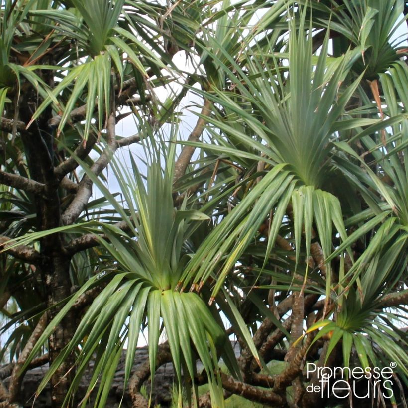 Pandanus utilis - Vacoa (Feuillage)