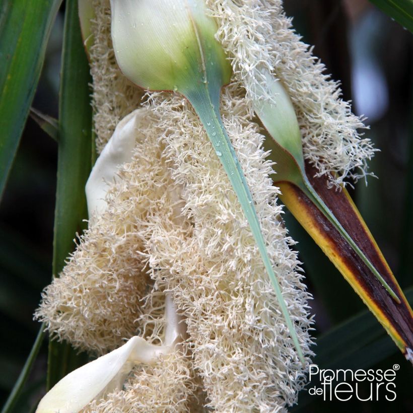 Pandanus utilis - Vacoa (Floraison)