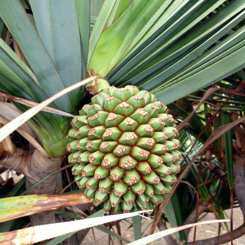 Pandanus utilis - Vacoa (Récolte)