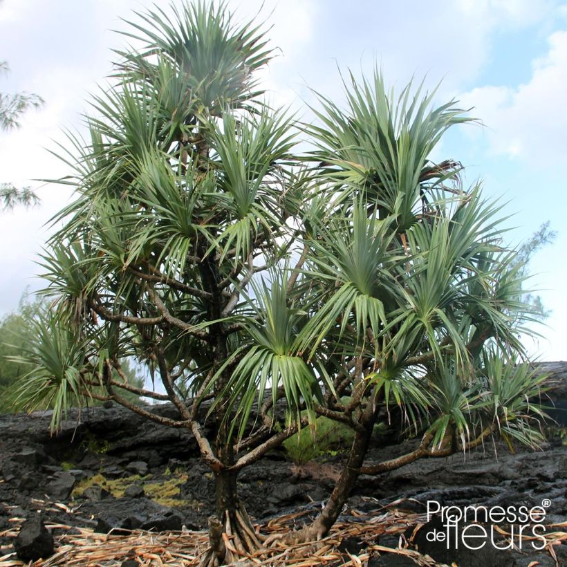 Pandanus utilis - Vacoa (Port)