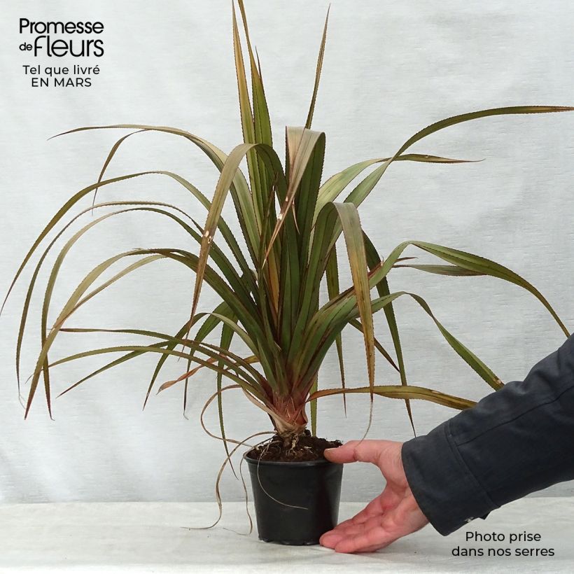 Spécimen de Pandanus utilis - Vacoa Pot de 12 cm tel que livré au printemps