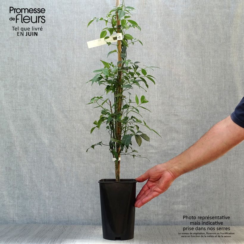 Spécimen de Pandorea jasminoïdes Blanc - Bignone faux jasmin Pot de 2L/3L tel que livré en été