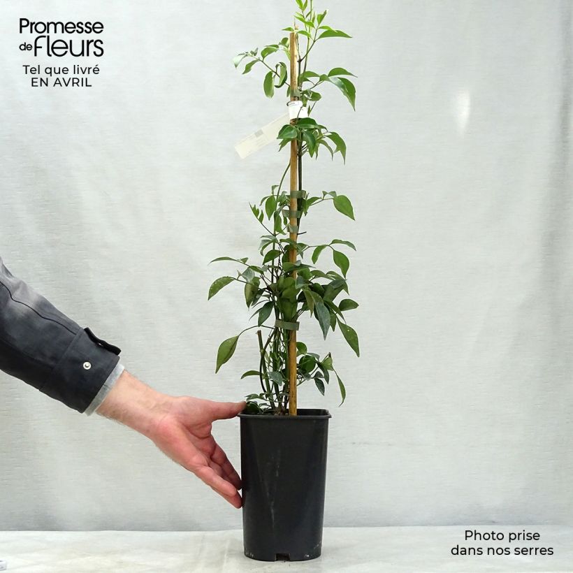 Spécimen de Pandorea jasminoïdes Blanc - Bignone faux jasmin Pot de 2L/3L tel que livré au printemps