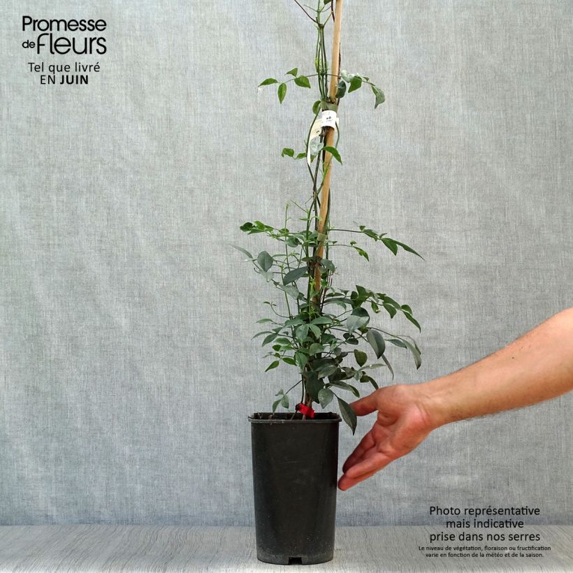 Spécimen de Pandorea jasminoïdes Rosea - Bignone faux jasmin Pot de 2L/3L tel que livré en été