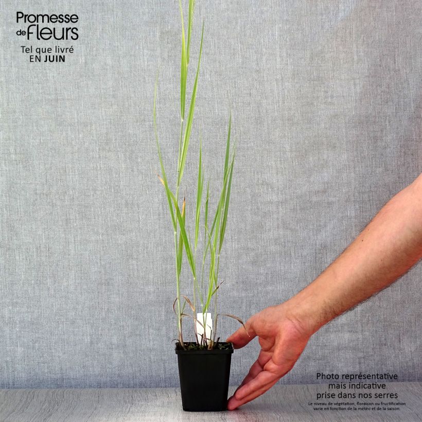 Spécimen de Panic érigé - Panicum virgatum Blue Darkness Godet de 8/9 cm tel que livré en été