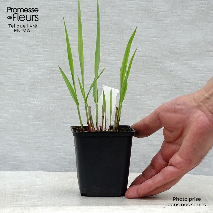 Spécimen de Panic érigé - Panicum virgatum Blue Darkness Godet de 9cm tel que livré au printemps