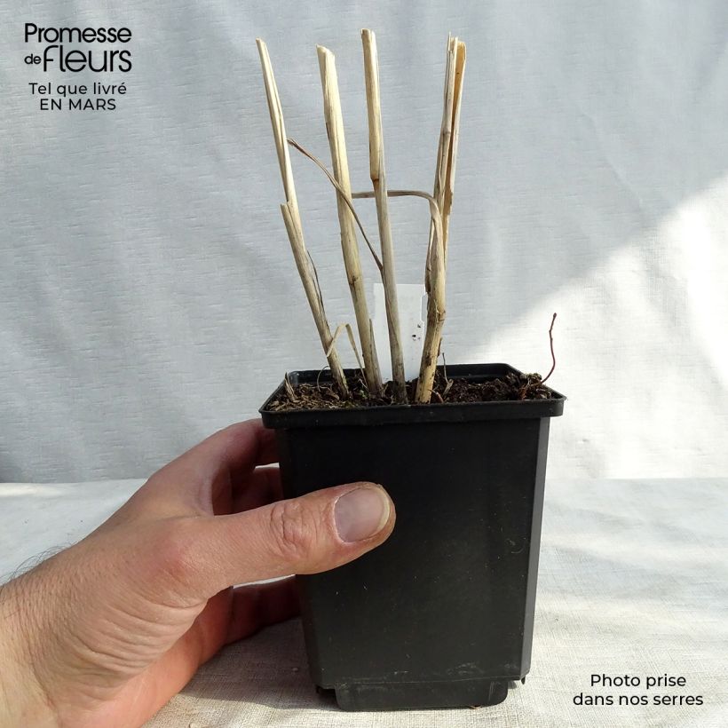 Spécimen de Panic érigé - Panicum virgatum Cloud Nine en godet de 9 cm tel que livré au printemps