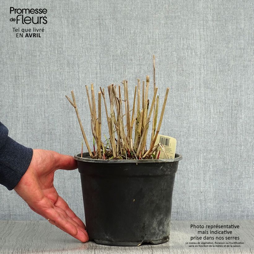 Spécimen de Panic érigé - Panicum virgatum Cloud Nine en pot de 1L/1.5L tel que livré au printemps
