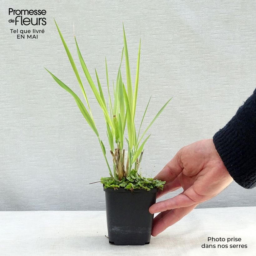 Spécimen de Panic érigé - Panicum virgatum Dallas Blues en godet de 9 cm tel que livré au printemps