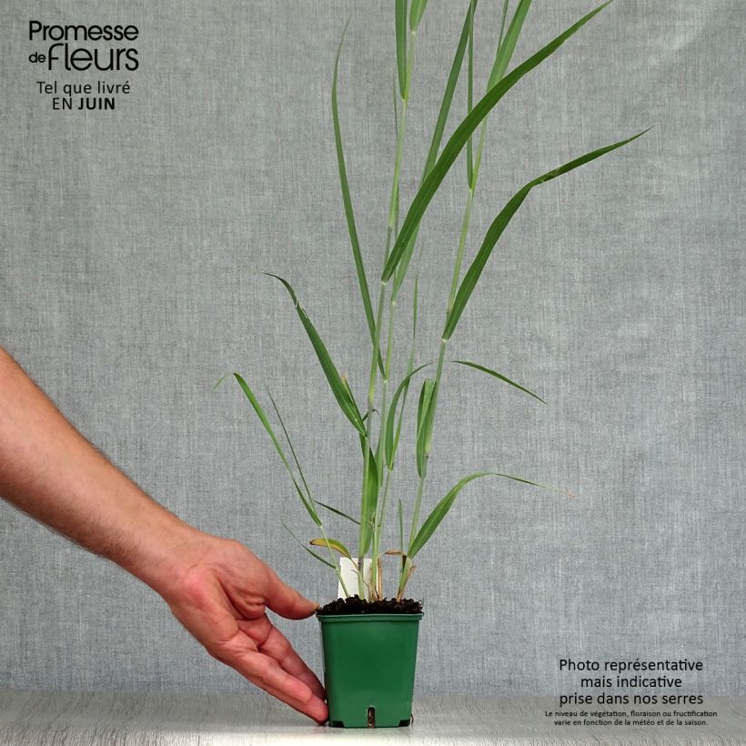 Spécimen de Panic érigé - Panicum virgatum Dallas Blues  Godet de 8/9 cm tel que livré en été