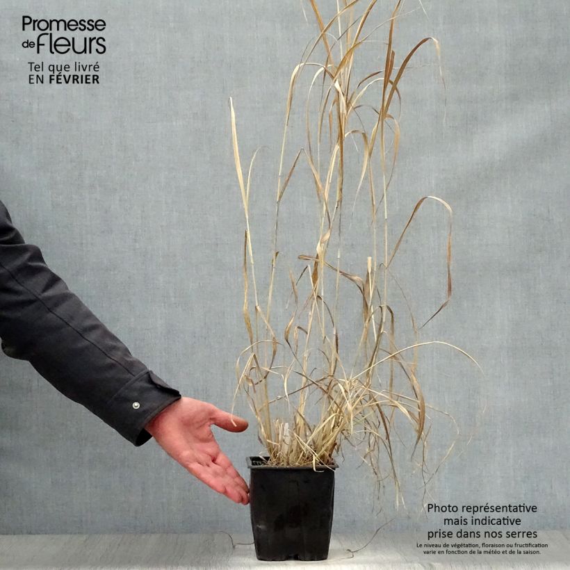 Spécimen de Panic érigé - Panicum virgatum Dallas Blues en pot de 2/3 litres tel que livré en hiver