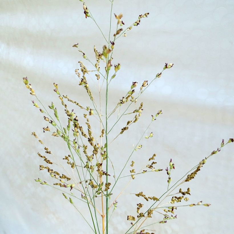 Panic érigé - Panicum virgatum Heavy Métal (Floraison)