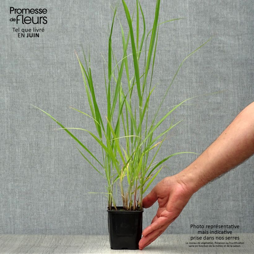 Spécimen de Panic érigé - Panicum virgatum Heavy Métal Godet de 8/9 cm tel que livré en été