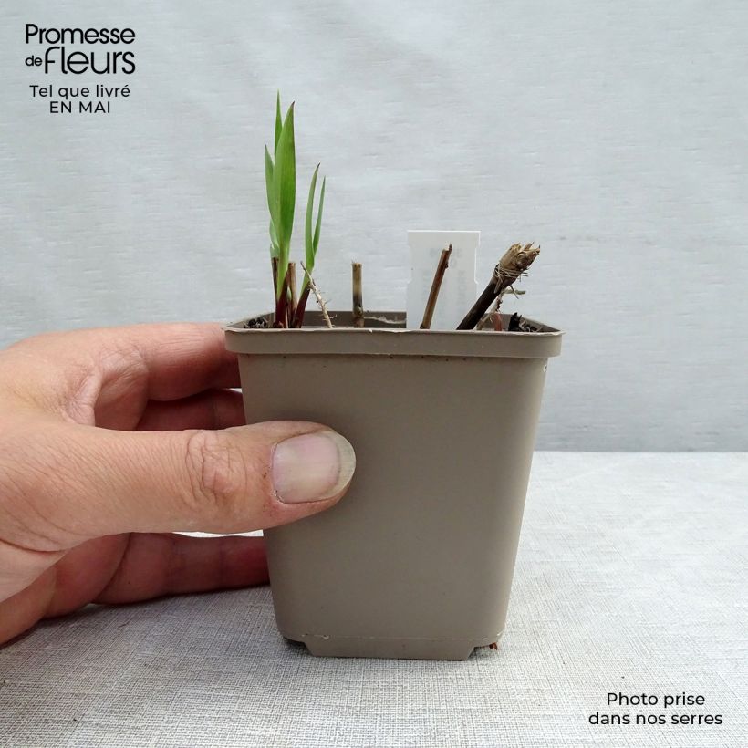 Spécimen de Panic érigé - Panicum virgatum Heavy Métal godet de 9cm tel que livré au printemps