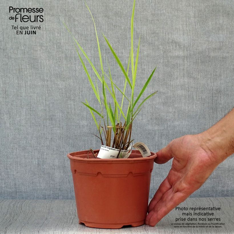 Spécimen de Panic érigé - Panicum virgatum Heavy Métal Pot de 2L/3L tel que livré en été