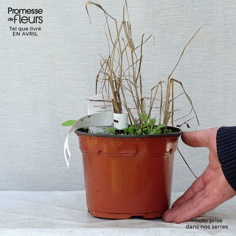Spécimen de Panic érigé - Panicum virgatum Heavy Métal pot de 2L tel que livré au printemps
