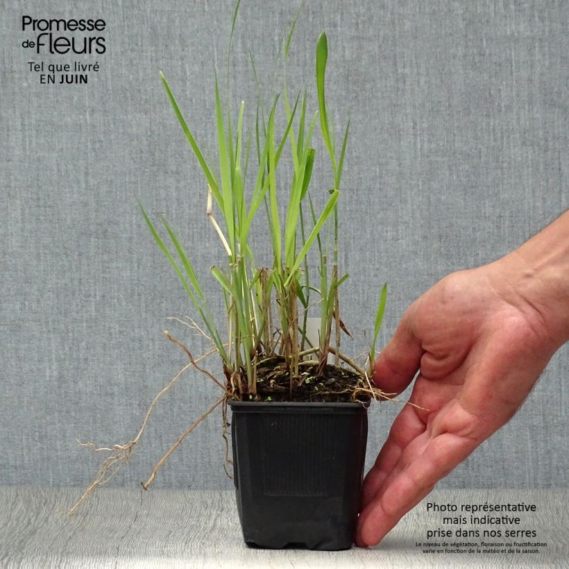 Spécimen de Panic érigé - Panicum virgatum Heiliger Hain Godet de 8/9 cm tel que livré en été