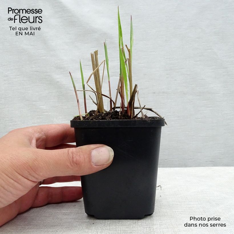 Spécimen de Panic érigé - Panicum virgatum Heiliger Hain en godet de 9 cm tel que livré au printemps