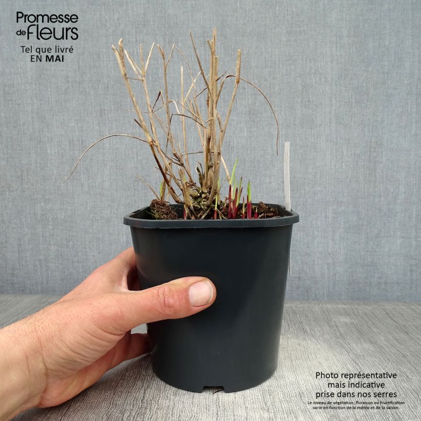 Spécimen de Panic érigé - Panicum virgatum Heiliger Hain en pot de 2/3 litres tel que livré au printemps