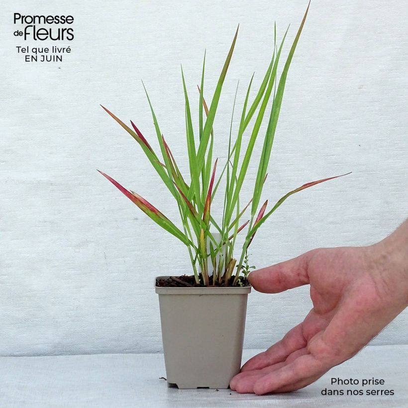 Spécimen de Panic érigé - Panicum virgatum Hot Rod Godet de 8/9 cm tel que livré en été