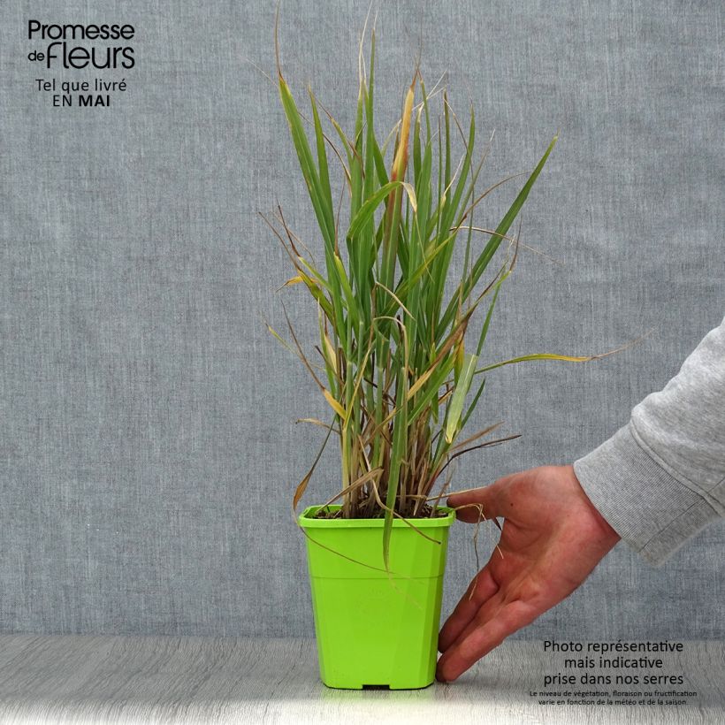 Spécimen de Panic érigé - Panicum virgatum Hot Rod - Pot de 1.5L/2.L tel que livré au printemps