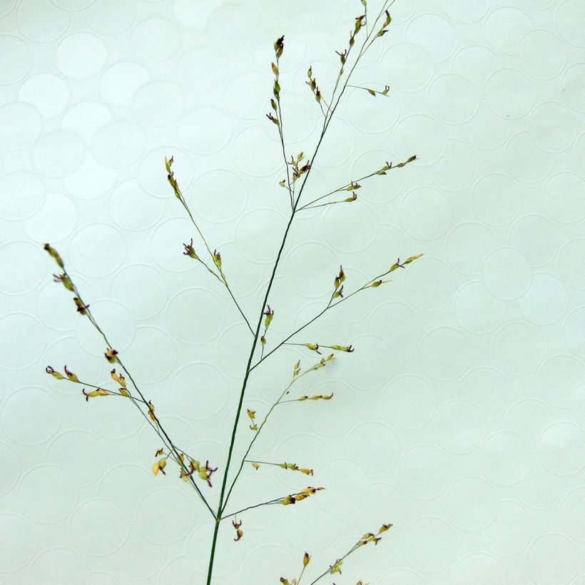 Panic érigé - Panicum virgatum Kulsenmoor  (Floraison)