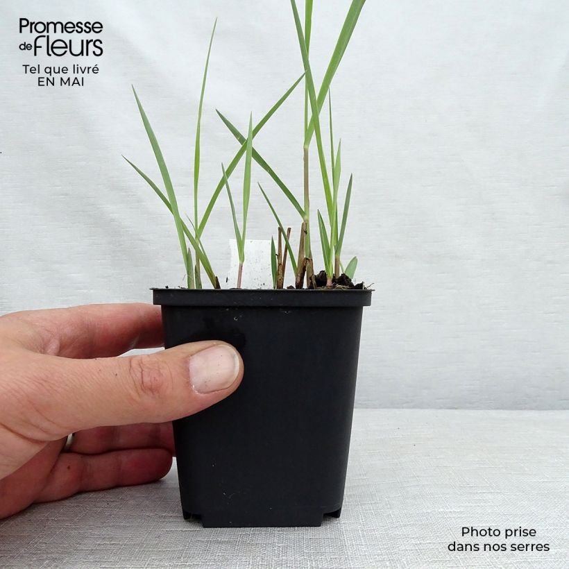 Spécimen de Panic érigé - Panicum virgatum Kulsenmoor  Godet de 9cm tel que livré au printemps
