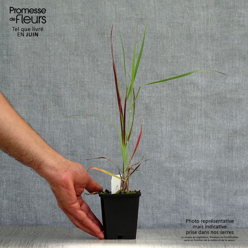 Spécimen de Panic érigé - Panicum virgatum Kulsenmoor  Godet de 8/9 cm tel que livré en été