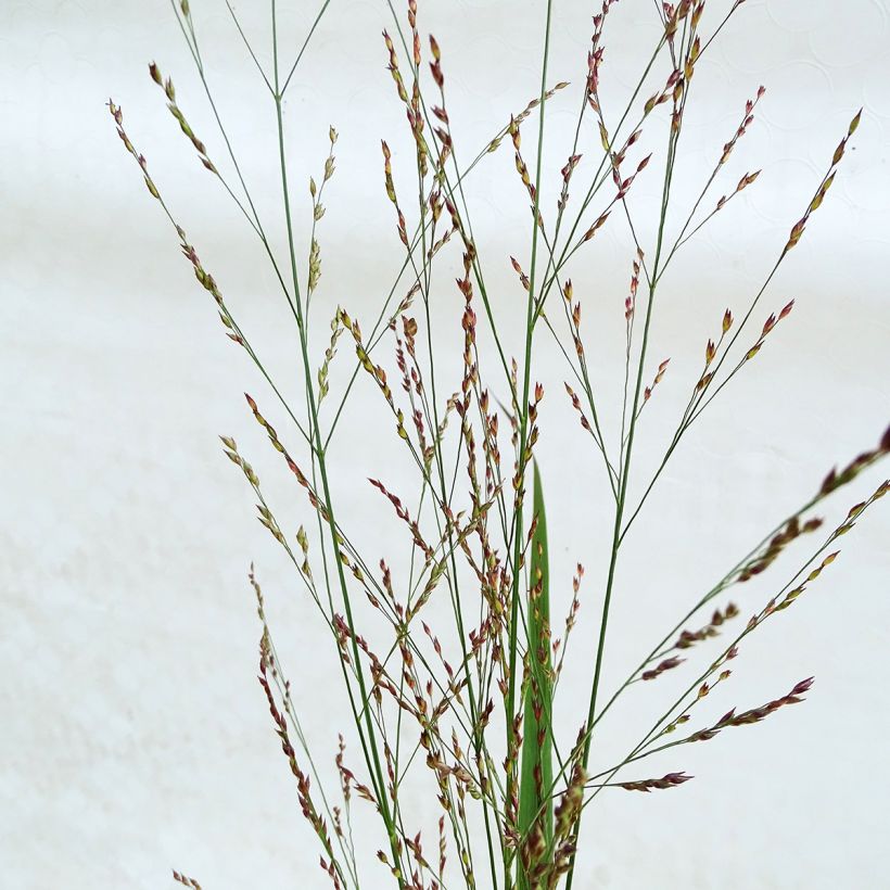 Panic érigé - Panicum virgatum Northwind  (Floraison)